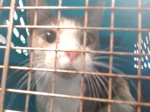 A471579 - Domestic Short Hair for adoption in Oklahoma City