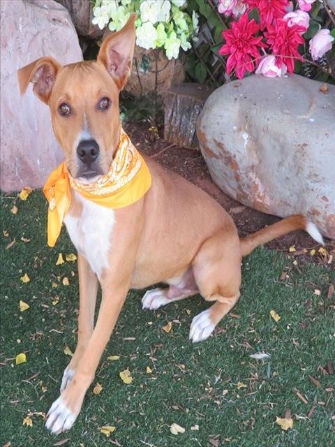 JONAH - Pit Bull Terrier available for adoption