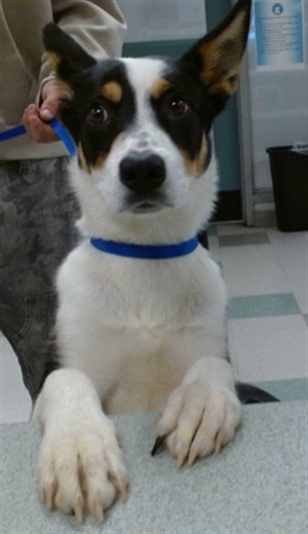 A474884 - Australian Cattle Dog/Blue Heeler available for adoption