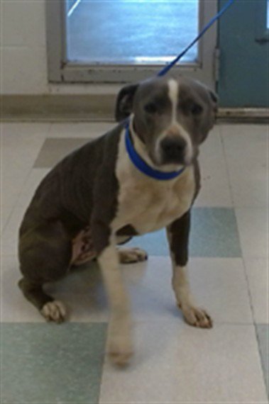 SUZY - American Pit Bull Terrier available for adoption