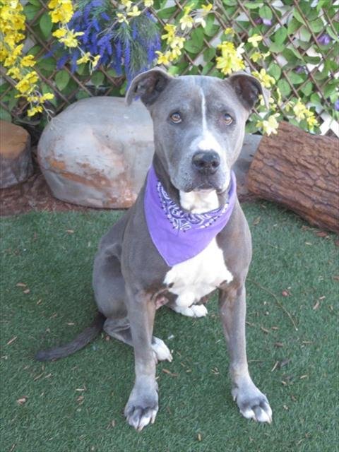 BEAN - American Pit Bull Terrier available for adoption