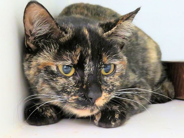 SPUNKY - Domestic Short Hair available for adoption