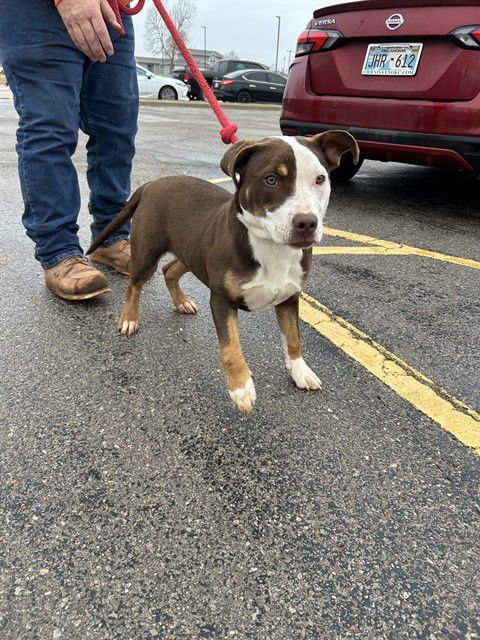 PAISLEY - Pit Bull Terrier available for adoption