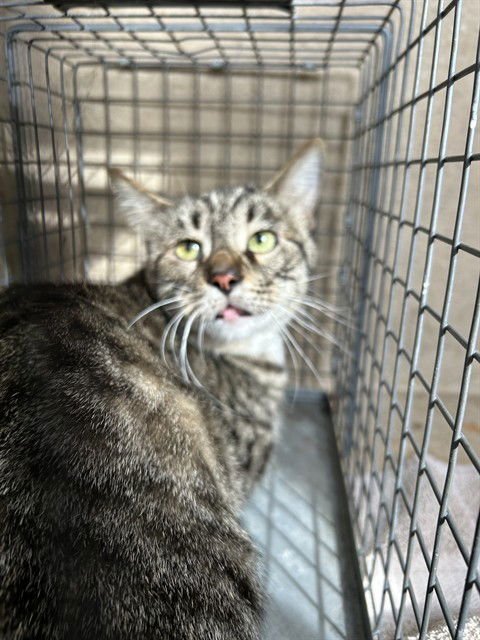 SPRINKLES - Domestic Short Hair available for adoption