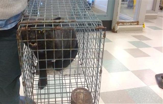 A468388 - Domestic Short Hair available for adoption