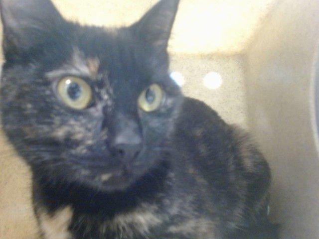 A467883 - Domestic Short Hair available for adoption