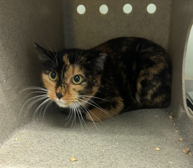 A469554 - Domestic Short Hair available for adoption