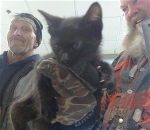 A468523 - Domestic Short Hair available for adoption