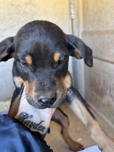 A468410 - Cane Corso Mastiff available for adoption