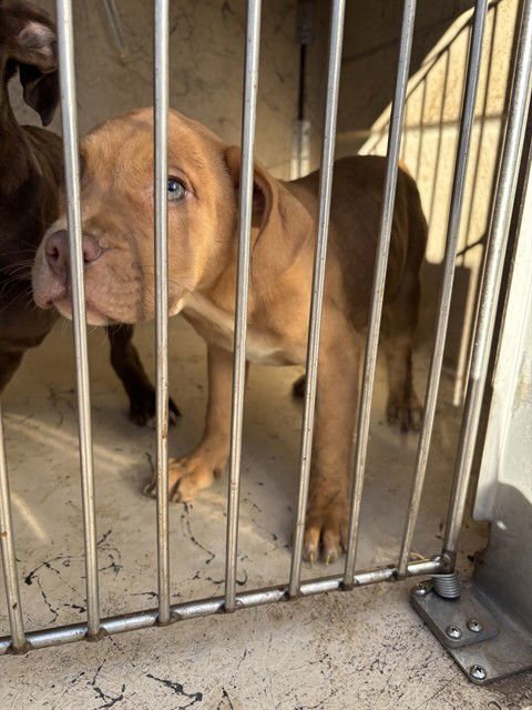 A468797 - Pit Bull Terrier available for adoption