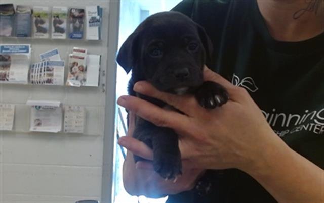 A468941 - Pit Bull Terrier available for adoption