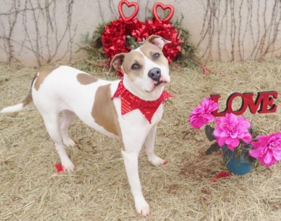 TRIXY - American Pit Bull Terrier available for adoption