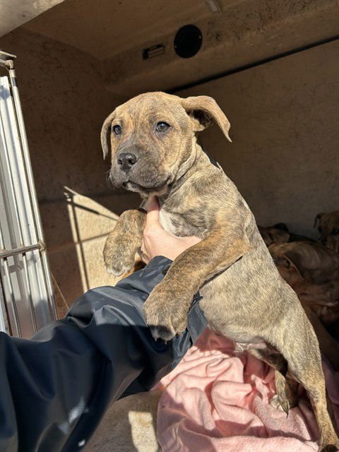 A467269 - Pit Bull Terrier available for adoption