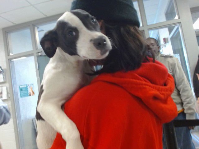 A468677 - American Pit Bull Terrier available for adoption