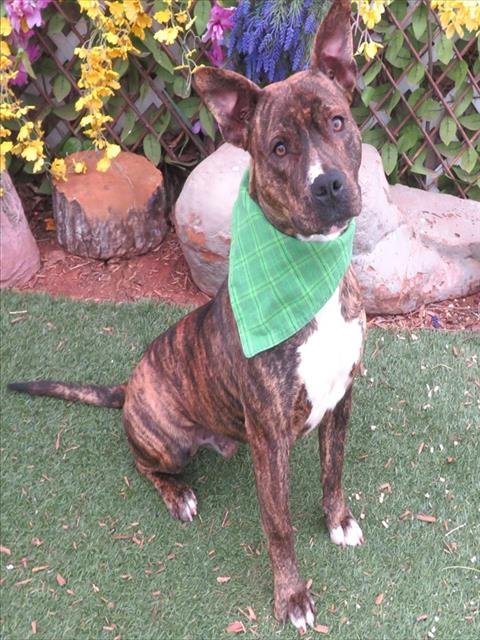 TIGER - Terrier / Australian Cattle Dog/Blue Heeler available for adoption