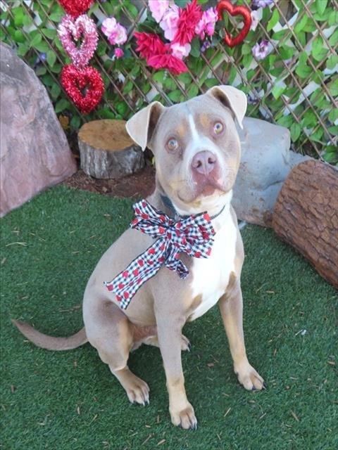 HENRY - Pit Bull Terrier available for adoption