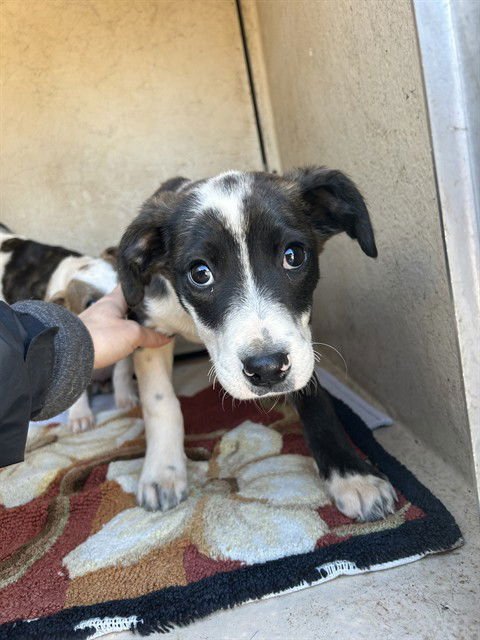 A468990 - Pit Bull Terrier available for adoption