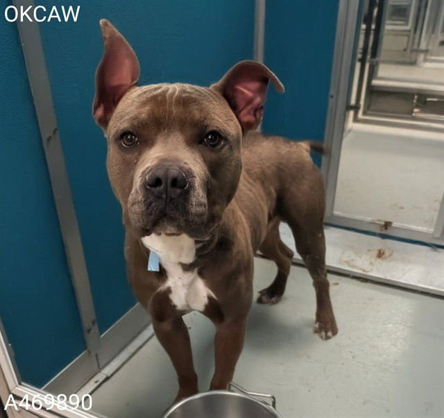 WALDO - Staffordshire Bull Terrier available for adoption