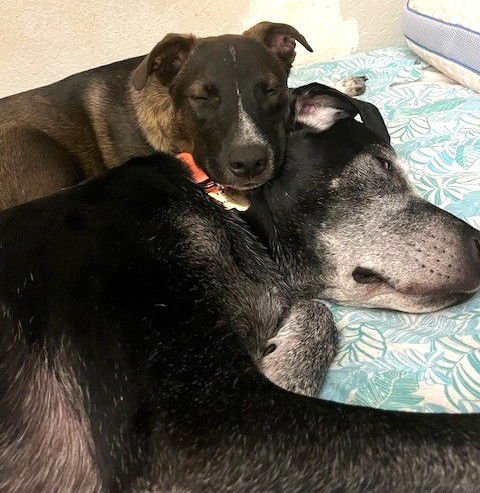 TOFFEE - Australian Cattle Dog/Blue Heeler available for adoption