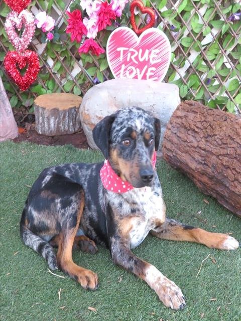 CHEETAH - Catahoula Leopard Dog available for adoption