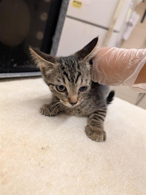 WISTERIA - Domestic Short Hair for adoption in Austin