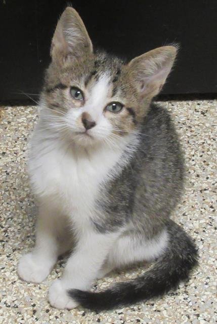 LANA LOUD - Domestic Short Hair for adoption in Austin