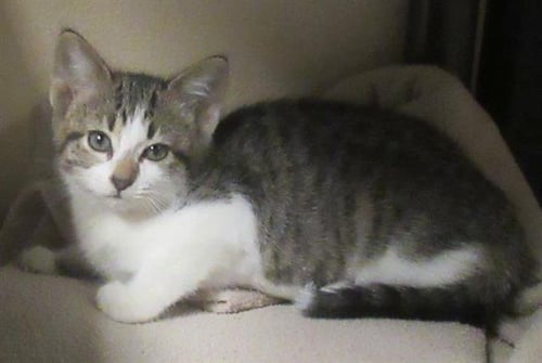 LENI LOUD - Domestic Short Hair for adoption in Austin