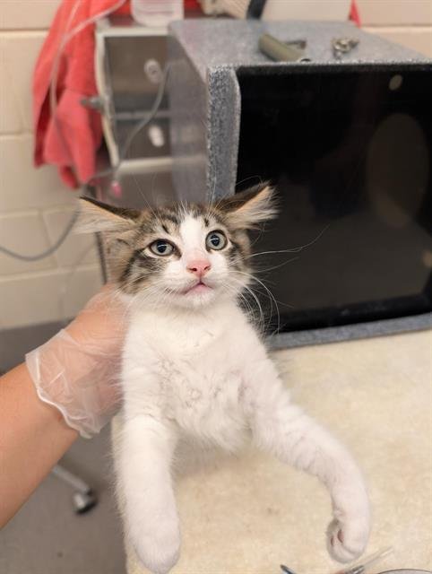 ASTER - Domestic Medium Hair for adoption in Austin