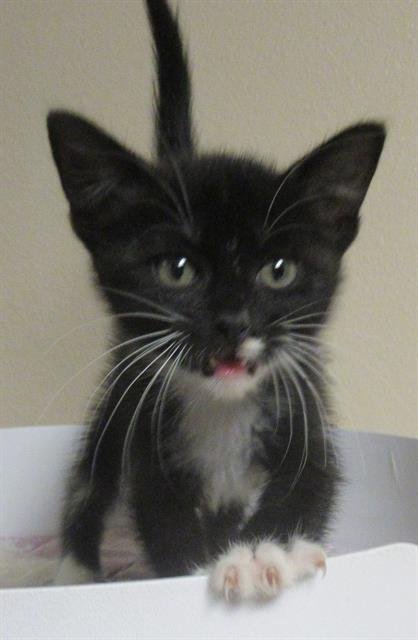 ELECTRODE - Domestic Short Hair for adoption in Austin