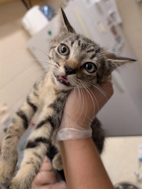 ORCHID - Domestic Short Hair for adoption in Austin
