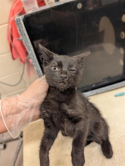 VIOLET - Domestic Short Hair for adoption in Austin