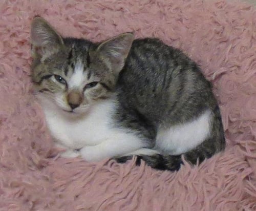 LINCOLN LOUD - Domestic Short Hair for adoption in Austin