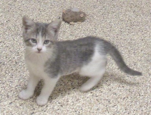 LOLA LOUD - Domestic Short Hair for adoption in Austin