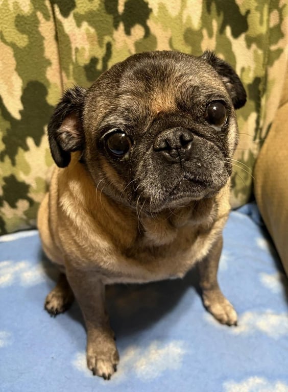 4015 - 2026 Frankie (ADOPTION PENDING) Image