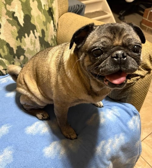 4015 - 2026 FRANKIE (ADOPTION PENDING) - Pug available for adoption