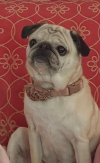 4011 - 2026 Greta (ADOPTION PENDING) - Photo 1