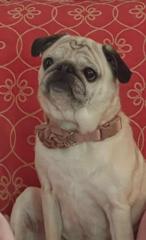 4011 - 2026 GRETA (ADOPTION PENDING) - Pug available for adoption