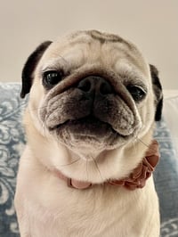 4011 - 2026 Greta (ADOPTION PENDING) - Photo 3