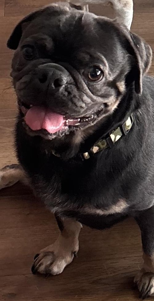 4018 - 2026 CHANDLER - Pug for adoption in Durham