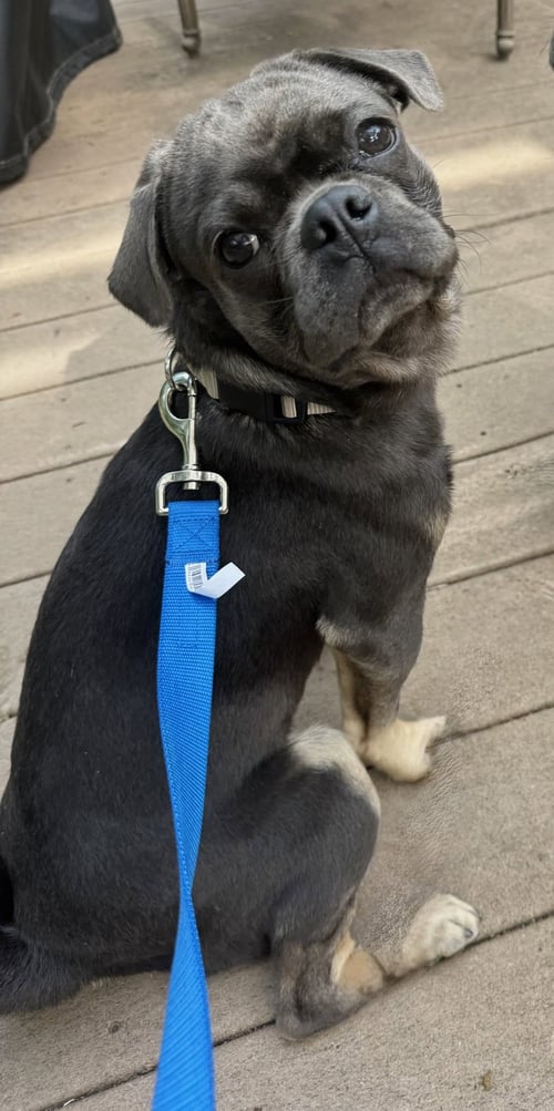 4009 - 2026 FRANK - Pug available for adoption
