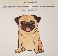 Accepting pugs into foster care - Photo 1