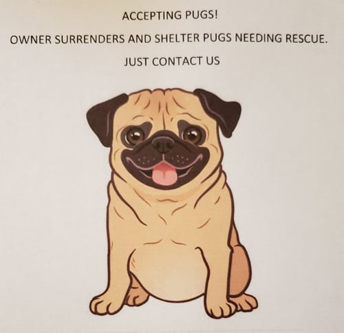 ACCEPTING PUGS INTO FOSTER CARE - Pug available for adoption