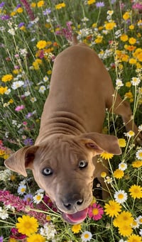 Sweet TOFFEE - Photo 1