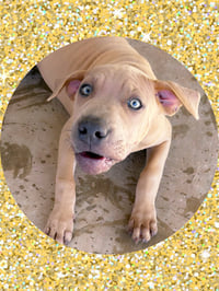 Sweet TOFFEE - Photo 2