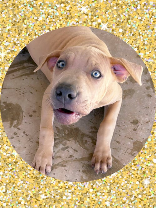 SWEET TOFFEE - Labrador Retriever / Boxer available for adoption