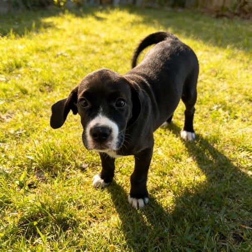 JUNO - Labrador Retriever / Beagle available for adoption