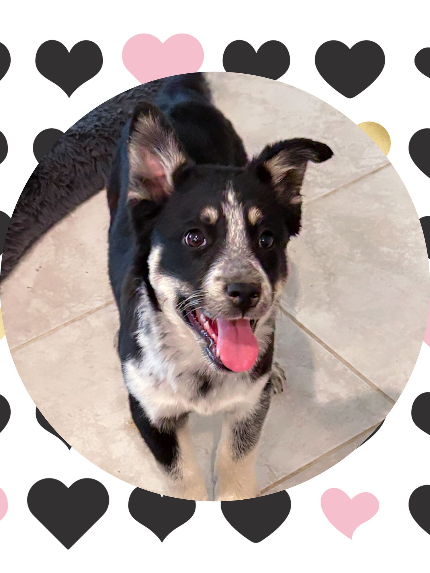 TERRIFIC TESSA - Australian Shepherd / Australian Cattle Dog/Blue Heeler available for adoption
