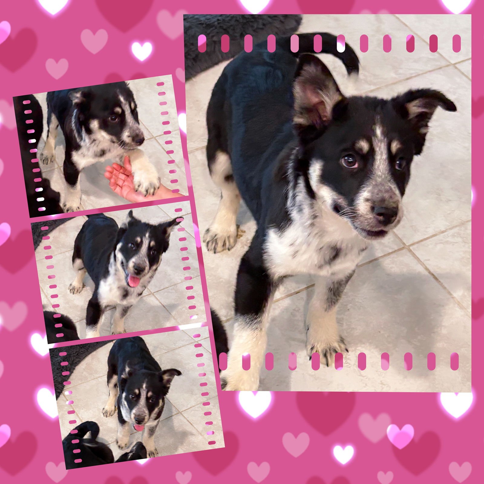 TERRIFIC TESSA - Australian Shepherd / Australian Cattle Dog/Blue Heeler available for adoption