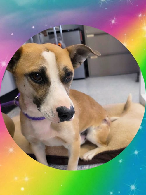 SWEET SANCHO - Corgi / Dachshund for adoption in Chandler