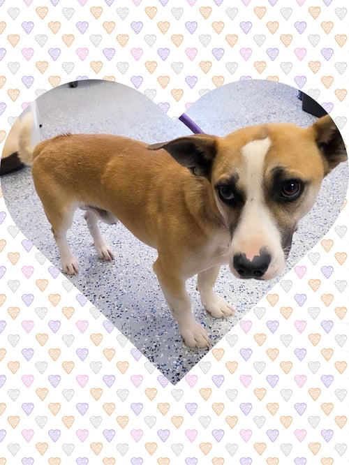 SWEET SANCHO - Corgi / Dachshund available for adoption